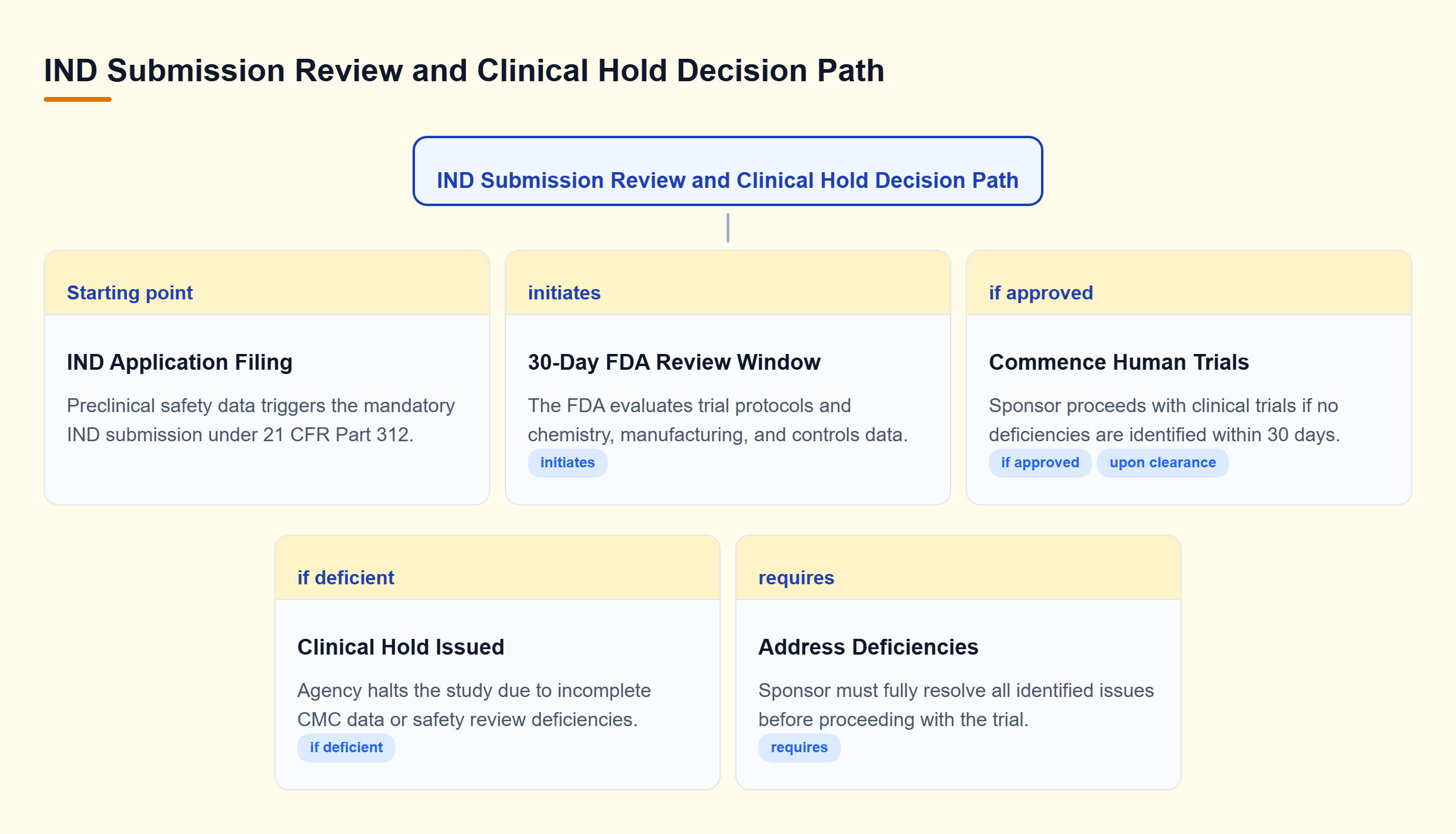 Diagram: Decision tree showing preclinical data triggering an IND filing, leading to a 30-day FDA review that results in either trial commencement or a clinical hold.